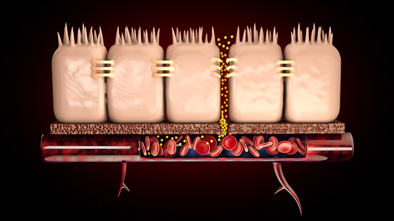 Gut-Blood Barrier Permeability by Pathogens